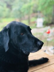 black labrador retriever