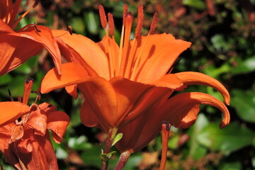 Lilie PomaranczoweLilia bulwkowata (Lilium bulbiferum L.)