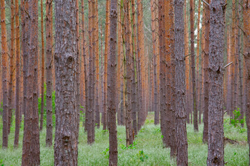 Obraz premium Waldkiefern (Pinus sylvestris) Müritz, Deutschland, Europa