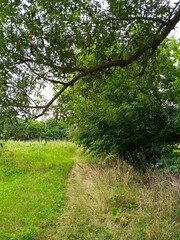 Summer landscape, footpath in the forest, corn field in the summer