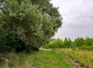 Summer landscape, footpath in the forest, corn field in the summer