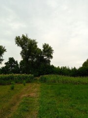 Summer landscape, footpath in the forest, corn field in the summer