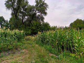 Obraz premium Summer landscape, footpath in the forest, corn field in the summer
