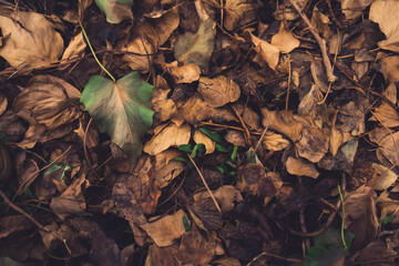 leafs on the ground 