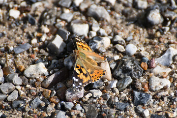 Papillon à la plage