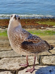 seagull on the beach