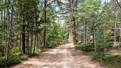 Fototapeta na wymiar Beautiful mountain trail. A dirt road surrounded by a forest of trees in Red Feather Lakes, Colorado. 