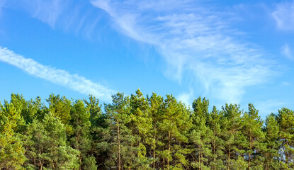 Fototapeta na wymiar Autumn forest against a blue sky. The tops of the pines. Natural landscape.