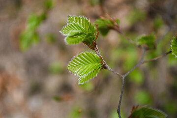 Hêtre commun, (Fagus sylvatica) 02