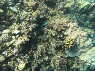 Reef with lots of colorful corals and lots of fish in clear blue water in the Red Sea near Hurgharda, Egypt