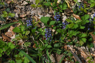 Fleures des bois 12