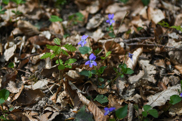 Fleures des bois 10