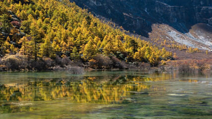 Yellow tree and lake reflection in Yading