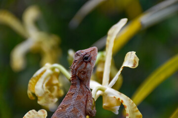 Close up of a lizard on a flower