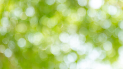 bokeh tree nature beautiful for background, abstract bokeh green forest background, blurred nature with sunlight for background