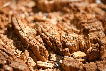 Sciure de bois 02