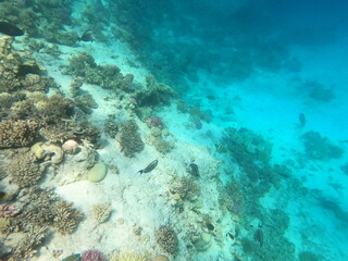 Reef with lots of colorful corals and lots of fish in clear blue water in the Red Sea near Hurgharda, Egypt