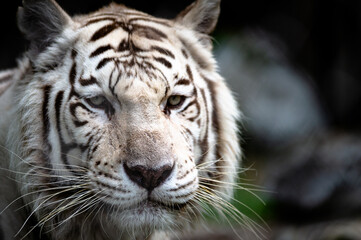 Fototapeta na wymiar White tiger headshot