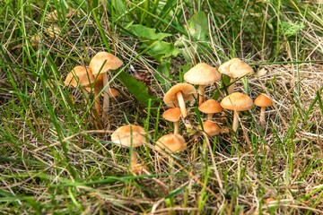 Edible mushroom (Marasmius oreades) in the meadow.  Scotch bonnet. Fairy ring mushroom. Collecting mushrooms.