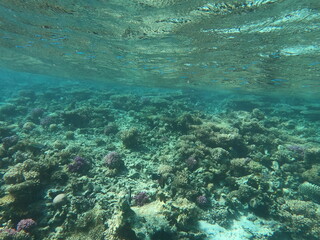 Reef with lots of colorful corals and lots of fish in clear blue water in the Red Sea near Hurgharda, Egypt