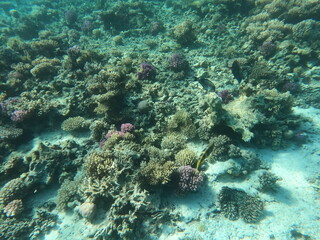 Reef with lots of colorful corals and lots of fish in clear blue water in the Red Sea near Hurgharda, Egypt