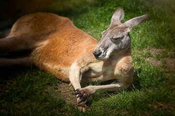 Naklejka na ściany i meble kangaroo resting