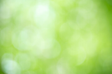 Obraz premium Abstract blurred out of focus and blurred green leaf background under sunlight with bokeh and copy space using as background natural plants landscape, ecology wallpaper and cover concept.