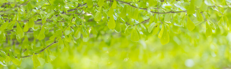 Closeup beautiful attractive nature view of green leaf on blurred greenery background in garden with copy space using as background natural green plants landscape, ecology, fresh cover page concept.