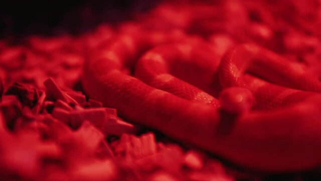 Venomous white snake in a red light
