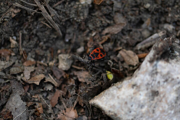 Le gendarme (Pyrrhocoris apterus)