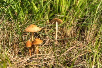 Edible mushroom (Marasmius oreades) in the meadow.  Scotch bonnet. Fairy ring mushroom. Collecting mushrooms.