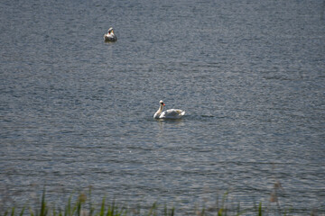 Cygne 03
