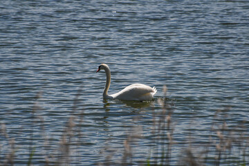 Cygne 02