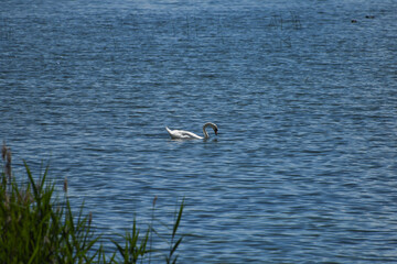 Cygne 01