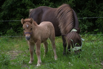 foal and mother