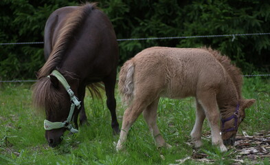 Obraz premium foal and mother