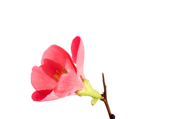 Cosmos flower isolated on white side view. Isolate of one pink white flower cosmos, bud open. Beautiful fresh natural flower simple