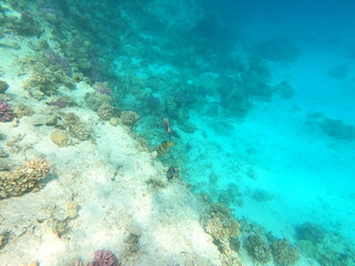 Reef with lots of colorful corals and lots of fish in clear blue water in the Red Sea near Hurgharda, Egypt