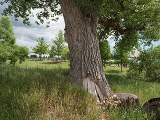 Beautiful cottonwood trees in southwest Fort Collins, Colorado.
