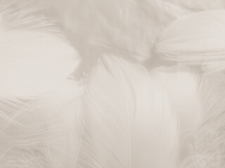 Obraz premium Beautiful abstract orange and white feathers on white background, soft brown feather texture on white pattern background, yellow feather background