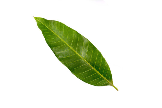One mango leaf on a white background