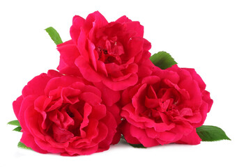 Red roses isolated on white background