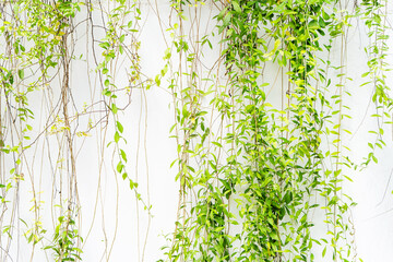 greenery leaves vines plants isolated on white wall