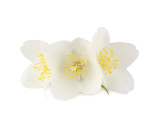 Jasmine flowers isolated on white background