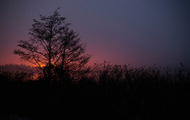 Silhouette of a tree and vegetation in a forest are the sun behind almost at night