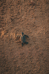 Turtle making its way to the ocean over golden brown sand on beach.