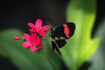 Fototapeta na wymiar Black and red butterfly on a pink flower