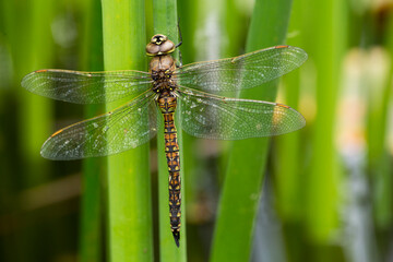 A newly immerged dragonfly rests on a green reed