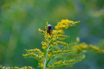 a bee collects the pollen of a goldenrod