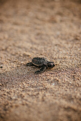 Turtle making its way to the ocean over golden brown sand on beach.